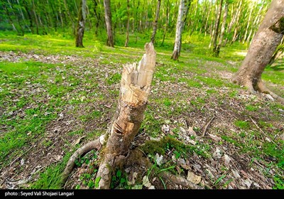 تحمیل مرگ بر درختان هیرکانی - مازندران