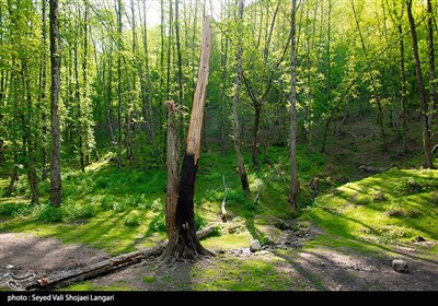 جنگل‌های مازندران که بیشترین هکتار از جنگل‌های هیرکانی ایران را به خود اختصاص داده‌اند همواره در معرض خطر آسیب‌های ناشی از فعالیت‌های انسانی بوده‌اند و آثار این آسیب‌ها را در نقاط مختلف آن می‌توان به راحتی مشاهده کرد، عرصه‌‌ای که 53 درصد کل جنگل‌های شمال کشور را به خود اختصاص داده و با نام باستانی هیرکانی‌اش همه را جذب خود می‌کند، جنگل‌هایی با قدمت چند میلیون ساله که گویای مقاومت در برابر حوادث دوره سوم زمین‌شناسی‌اند ، مقاومتی که در دوره کنونی و عصر حاضر در برابر منافع انسانی و تعرض در حال شکسته شدن است.
