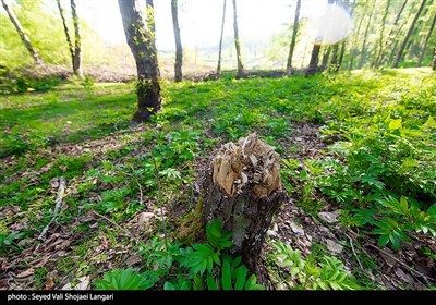 تحمیل مرگ بر درختان هیرکانی - مازندران