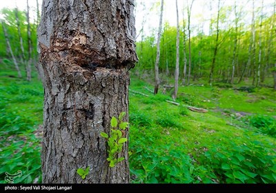 زنده سوزی درختان هیرکانی در جنگلهای چهاردانگه - ساری