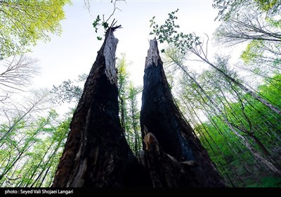 زنده سوزی درختان هیرکانی در جنگلهای چهاردانگه - ساری