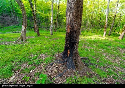 تحمیل مرگ بر درختان هیرکانی - مازندران