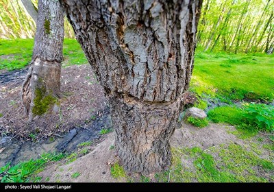 موضوعی که مدت‌هاست باب شده و به تدریج شاهد حذف درختان در یک نقطه می‌شود و نتیجه آن به دست آوردن زمین عاری از درخت برای سودجویان می‌شود.