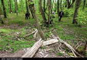 ورود دستگاه قضایی به موضوع قطع درختان جنگلی در کیاسر - مازندران