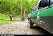 ورود دستگاه قضایی به موضوع قطع درختان جنگلی در کیاسر - مازندران