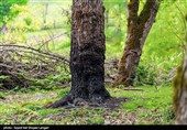 ورود دستگاه قضایی به موضوع قطع درختان جنگلی در کیاسر - مازندران