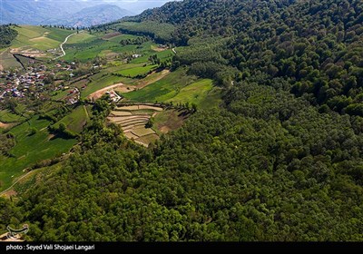 ورود دستگاه قضایی به موضوع قطع درختان جنگلی در کیاسر - مازندران