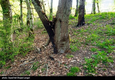 ورود دستگاه قضایی به موضوع قطع درختان جنگلی در کیاسر - مازندران