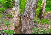 ورود دستگاه قضایی به موضوع قطع درختان جنگلی در کیاسر - مازندران