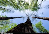 نرخ زنده‌مانی جنگل در ایران بیش از 65 درصد است