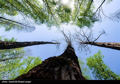 ورود دستگاه قضایی به موضوع قطع درختان جنگلی در کیاسر - مازندران