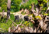 ورود دستگاه قضایی به موضوع قطع درختان جنگلی در کیاسر - مازندران