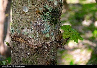 ورود دستگاه قضایی به موضوع قطع درختان جنگلی در کیاسر - مازندران