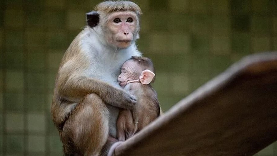 افزایش خطر انقراض &quot;ماکاک سریلانکایی&quot; به دنبال صادرات 100000 میمون ماکاک به چین!