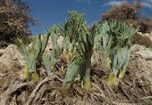 &quot; گیاه بیلهر&quot; سمی و عامل سرطان گوارش است