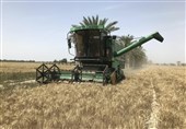خرید 1520 تن گندم بذری از گندم‌کاران سیستان و بلوچستان