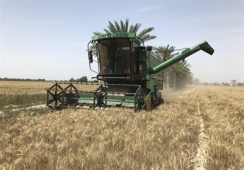 برداشت 36 هزار تن گندم از مزارع استان بوشهر+تصویر