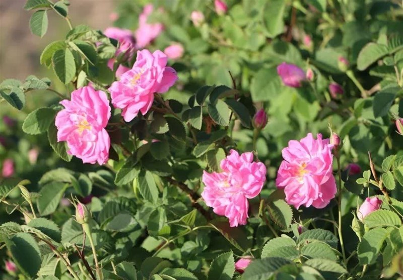 توسعه باغات گل محمدی شهرستان خوسف در دستور کار جهاد کشاورزی است