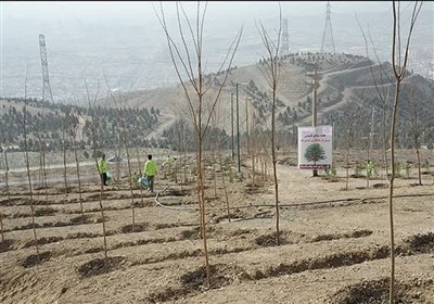  "دانش‌بنیان‌های ایرانی" توانایی و ظرفیت‌های خود برای کاشت یک میلیارد درخت را ارائه کنند! 