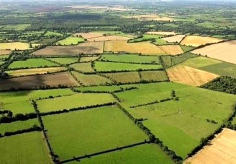 تاکنون 80 درصد از اراضی کشاورزی استان مرکزی رفع تداخل شد