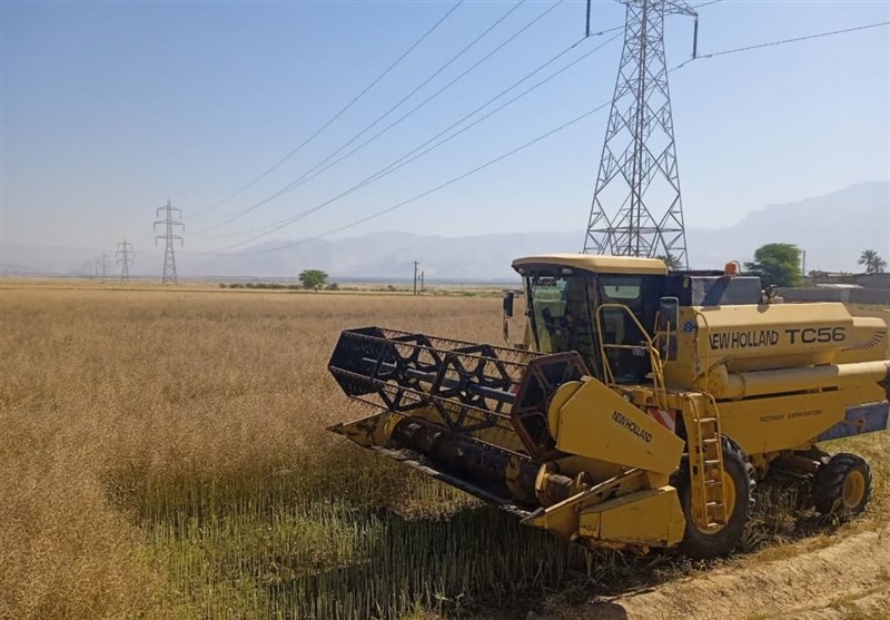 برداشت 41 هزار تن گندم از اراضی کشاورزی استان بوشهر