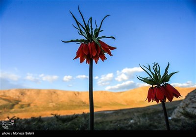 دشت لاله های واژگون دهاقان اصفهان