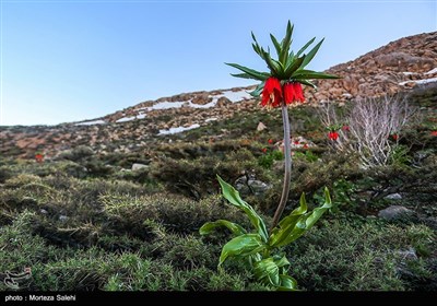 دشت لاله های واژگون دهاقان اصفهان