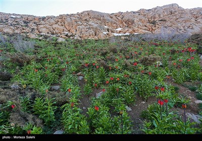 دشت لاله های واژگون دهاقان اصفهان