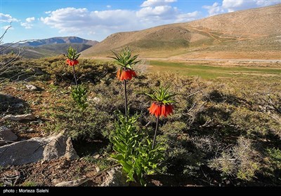 دشت لاله های واژگون دهاقان اصفهان