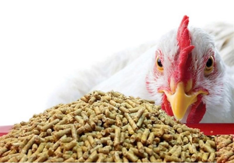اجرای طرح الگویی پرورش مرغ تخم‌گذار در سیستان