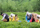 افزایش 57 درصدی قیمت خرید برگ سبز چای/ شرط دولت برای واردات چای