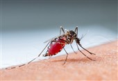 ابتلای 247 میلیون نفر در جهان به مالاریا/ مرگ 619000 بیمار در سال 2021