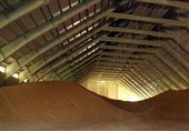 خرید 52 هزار تن گندم از کشاورزان استان بوشهر