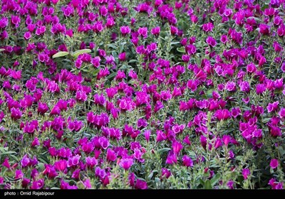 برداشت گل گاو زبان در روستای سجیران گیلان