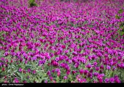 برداشت گل گاو زبان در روستای سجیران گیلان