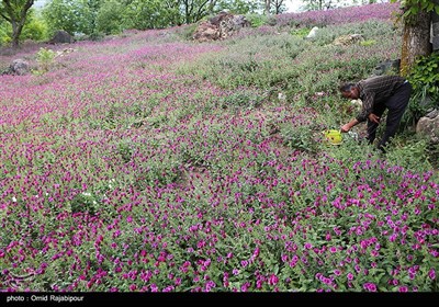 برداشت گل گاو زبان در روستای سجیران گیلان