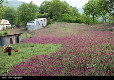 برداشت گل گاو زبان در روستای سجیران گیلان