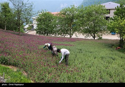 برداشت گل گاو زبان در روستای سجیران گیلان