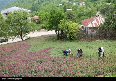 برداشت گل گاو زبان در روستای سجیران گیلان