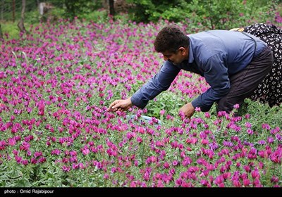 برداشت گل گاو زبان در روستای سجیران گیلان