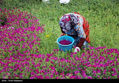 Plant Known as Natural Antipsychotic Harvested in Northern Iran