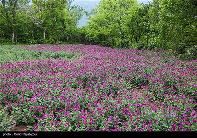 برداشت گل گاو زبان در روستای سجیران گیلان