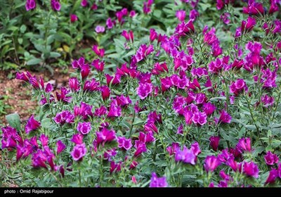 برداشت گل گاو زبان در روستای سجیران گیلان