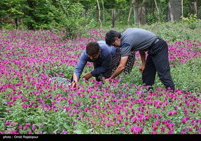 برداشت گل گاو زبان در روستای سجیران گیلان