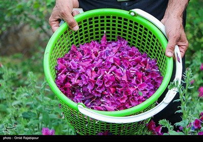 برداشت گل گاو زبان در روستای سجیران گیلان