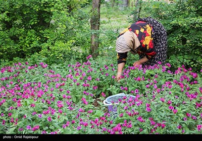 برداشت گل گاو زبان در روستای سجیران گیلان