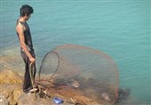 صید ماهی «حلوا سفید» در خوزستان ممنوع شد