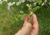 احتمال سرمازدگی باغات چهارمحال و بختیاری/صدور هشدار زرد