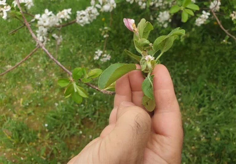 خسارت 219 میلیاردتومانی سرمازدگی به باغداران نیشابوری