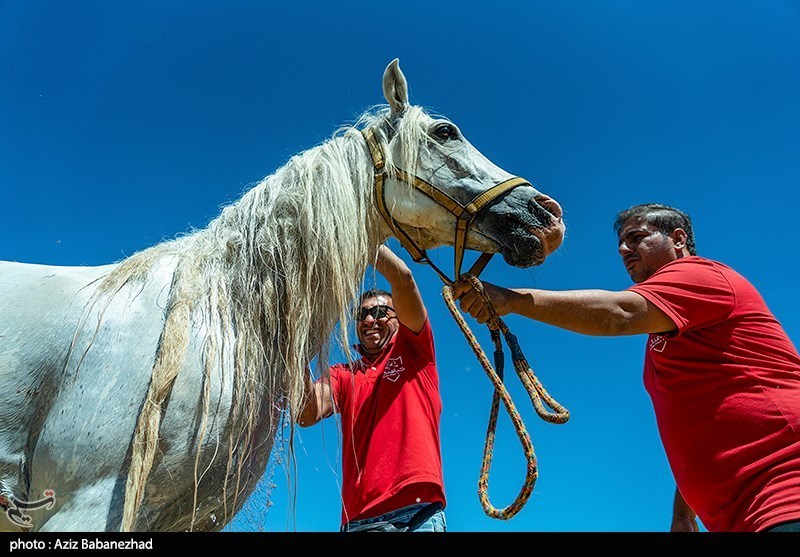 چهارباغ میزبان مسابقات کشوری پرش با اسب شد